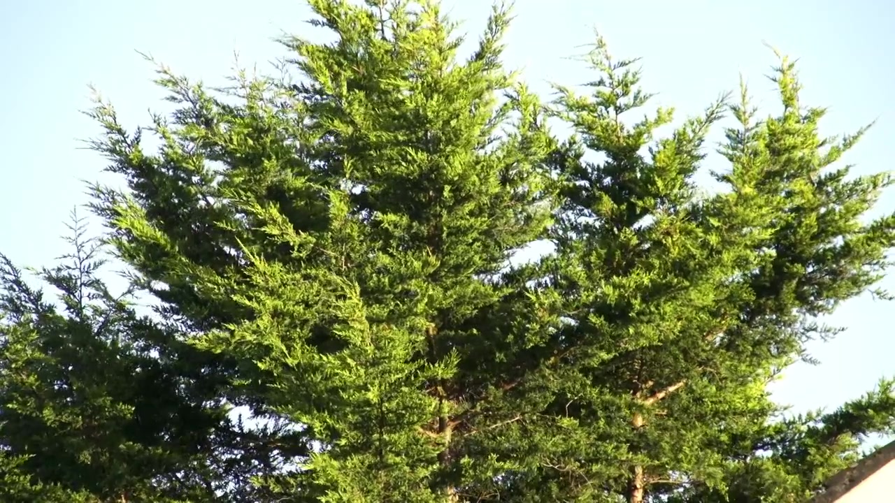 Ripresa 4K di un pino o abete verde che ondeggia al vento in natura nel Dorset, Inghilterra. Il video presenta una splendida illuminazione naturale, un'ottima qualità estetica visiva e un cielo luminoso come sfondo