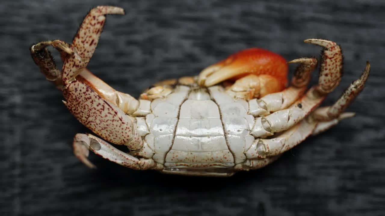 Molted Crab Shell Of A Male Red Claw Crab Showing Narrow Abdominal ...