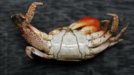 molted crab shell of a male red claw crab showing narrow abdominal apron