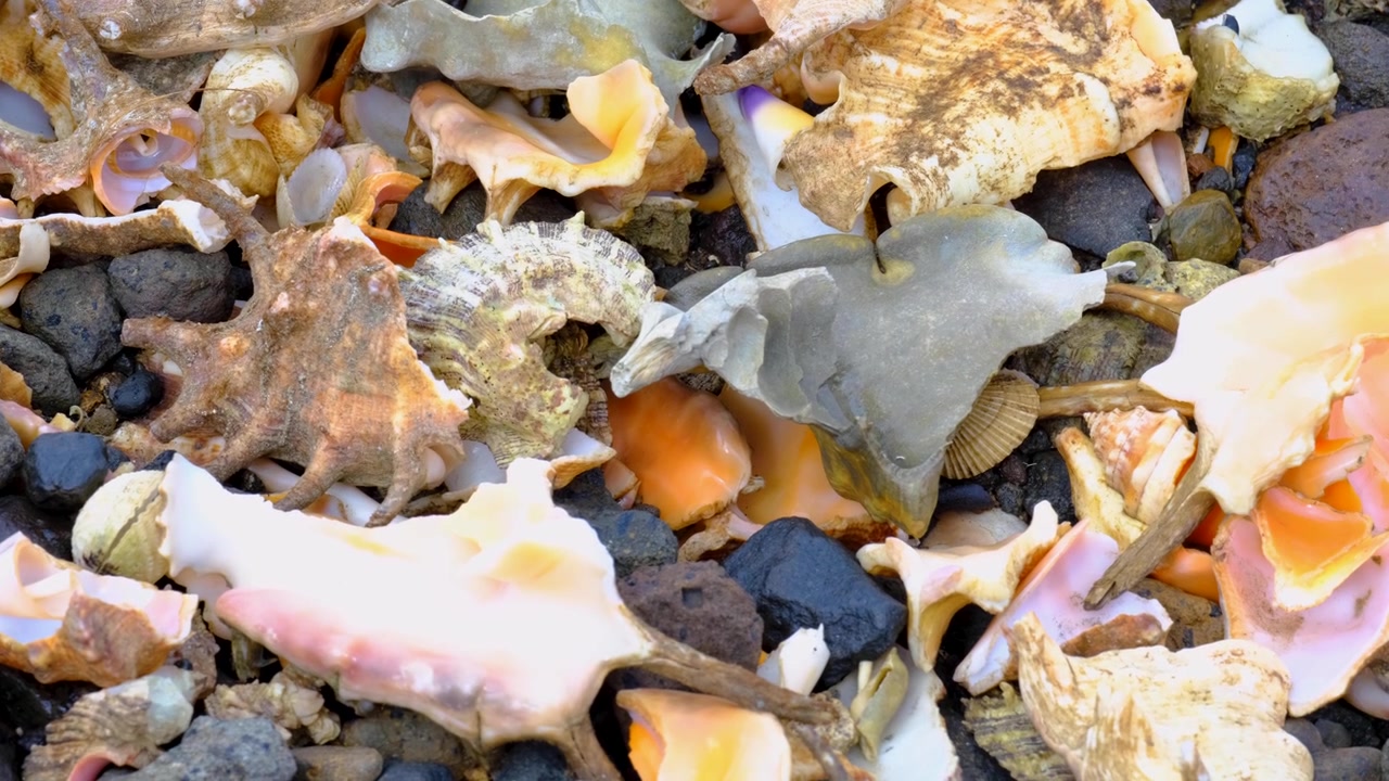 Closeup conch shell and shells covering beach on tropical island in Fiji, South Pacific
