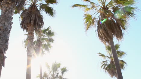 lens-flares-on-palm-trees-at-the-beach_painted-tree