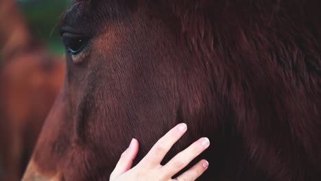 Nahaufnahme-Einer-Frau,-Die-Ein-Pferd-Streichelt,-Ein-Weiteres-Pferd,-Das-Im-Verschwommenen-Hintergrund-Sichtbar-Ist