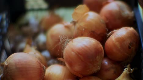 toma de cerca de cebolla cruda - cebollas crudas grandes frescas del jardín