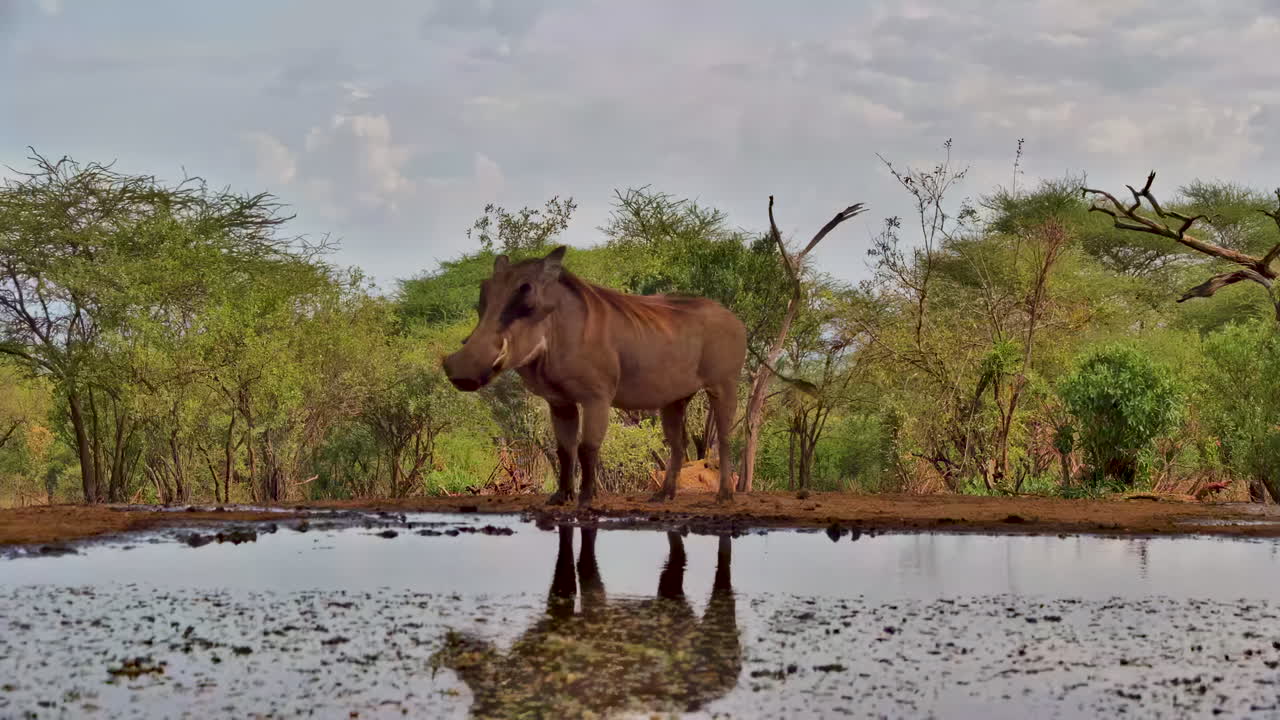 Et vildt vortesvin spejler sig i et smukt vandhul i den afrikanske bush.