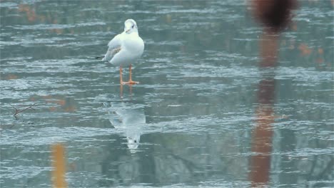 Gull-is-Fixing-Feathers,-Seagull-is-Resting-on-Ice,-Frozen-Lake-Wintertime---Handheld-Shot