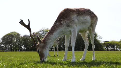 Deer-grazing-the-grass-in-the-Phoenix-Park-in-Dublin,-Ireland