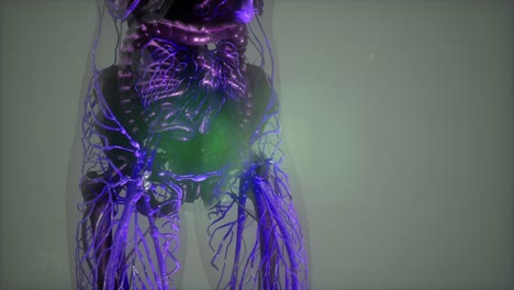 cuerpo humano con vasos sanguíneos brillantes