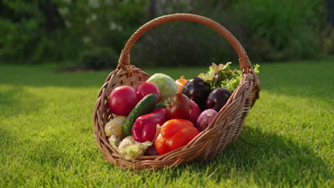 basket of fresh vegetables in a garden