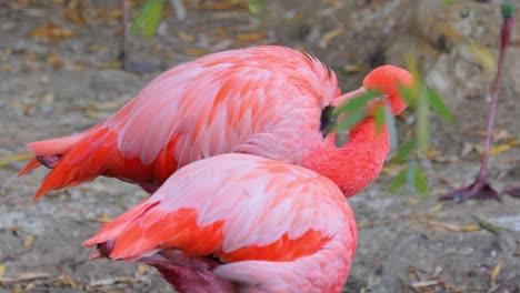 flamingos or flamingoesare a type of wading bird in the family phoenicopteridae, the only bird family in the order phoenicopteriformes.