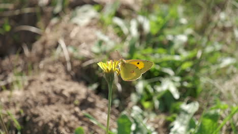 Yellow-butterfly-Colias-Hyale-close-up-on-flower-in-summer-at-slow-motion