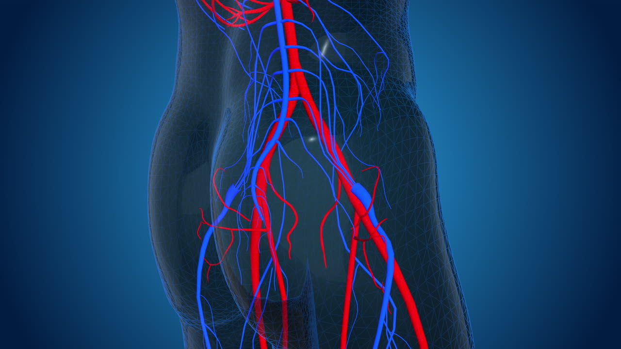 Human Vascular System of the Lower Body