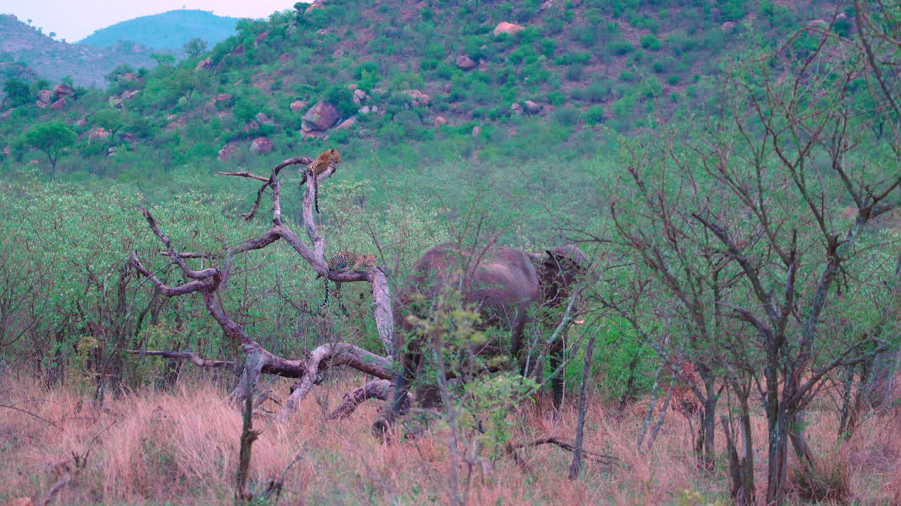 Leopard jumps down from tree branch and is chased by annoyed elephant