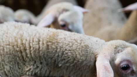 sheeps on a flock farm