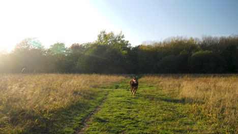 two dogs running in slow motion