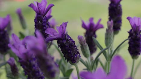 close up of purple lavender flowers blowing in gentle breeze