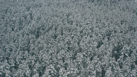 Vista-Aérea-De-Bosques-Cubiertos-De-Escarcha-Y-Nieve