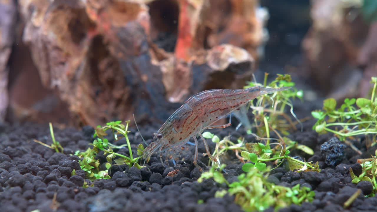 Detail macro shot of shrimp Locking for food on rocky ground of aquarium water