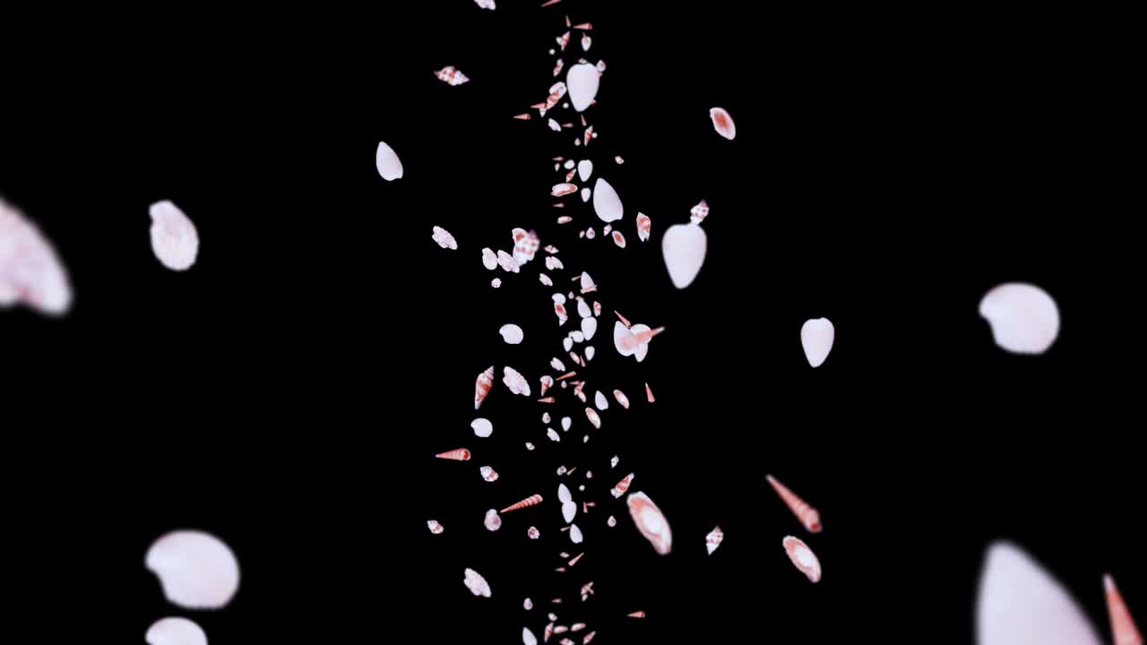 검은 바탕에 많은 바다 데기를 날아. 현실적인 조개 모양의 컬렉션. 열대 수중. 회전하는 데기의 3d 루프 애니메이션.