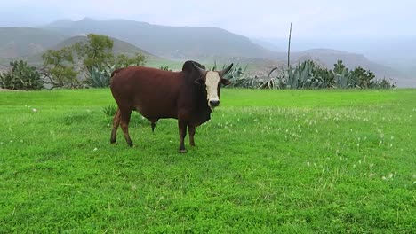 a brahman in a green field in ethiopia, africa