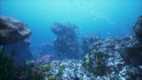 underwater coral reef scene