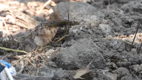 black ants carrying leaf food