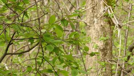 tree branch of green leaves blowing in the wind with small bird perched then flew away - medium shot