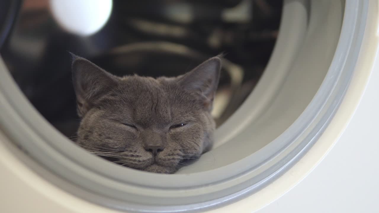 el gato está durmiendo en la lavadora de cerca