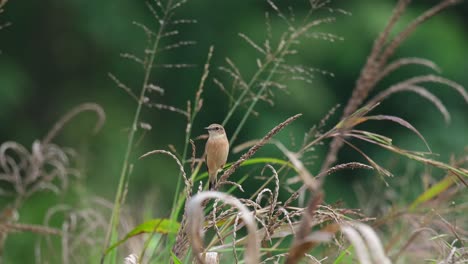 Looking to the left then flies away as seen at a grassland, Amur Stonechat or Stejneger&#039;s Stonechat Saxicola stejnegeri, Thailand