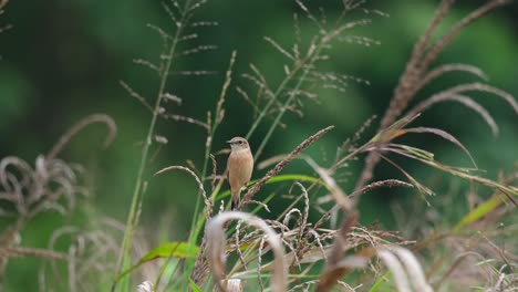 looking to the left then flies away as seen at a grassland, amur stonechat or stejneger's stonechat saxicola stejnegeri, thailand