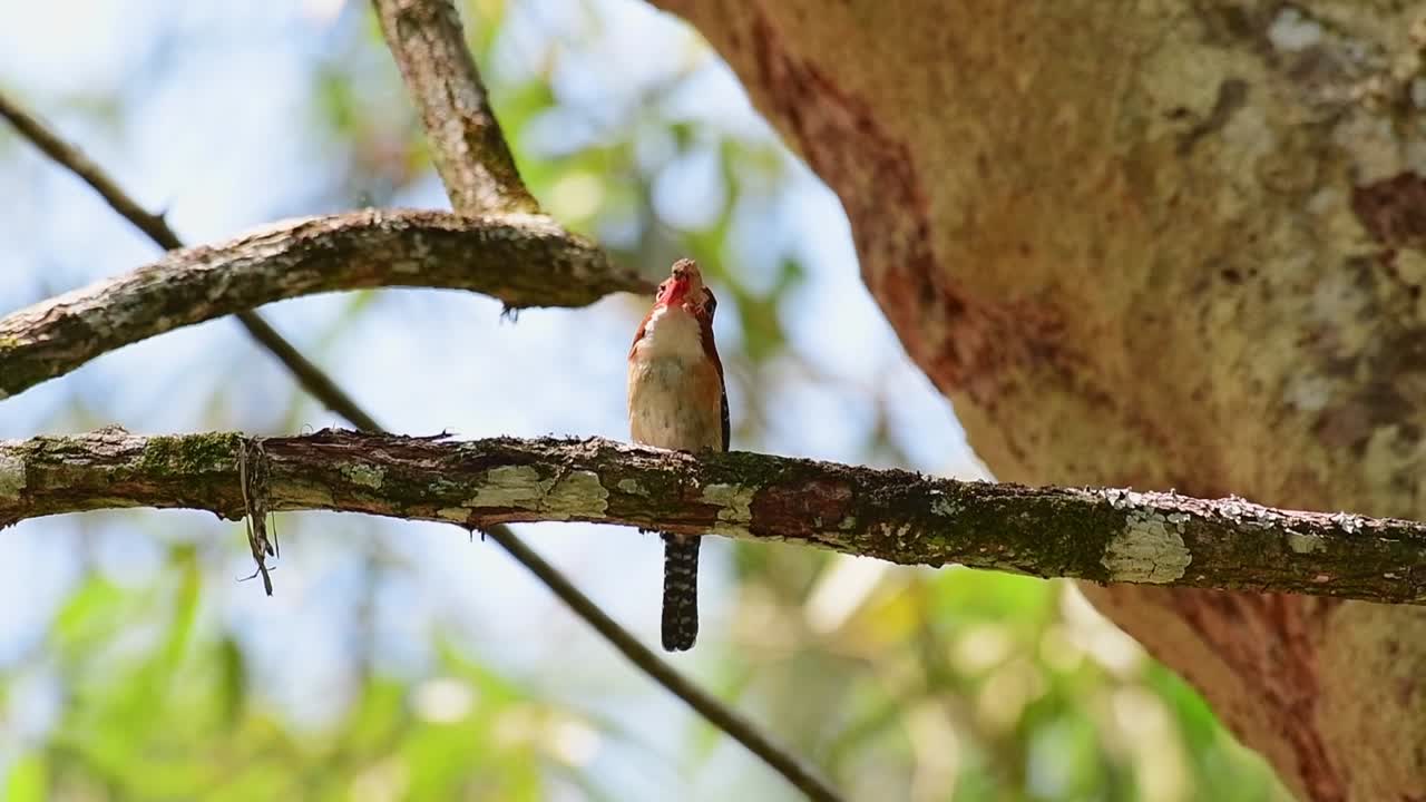 줄무늬 물총새, lacedo pulchella