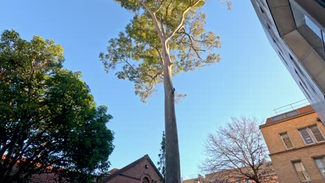 tree and buildings at melbourne university campus