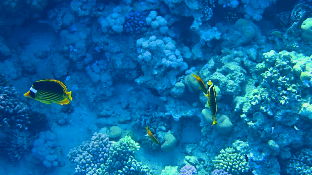 Primer plano de un pez mariposa nadando cerca de un arrecife de coral