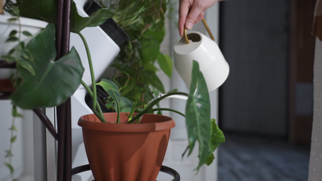 Creative hands pouring water from sleek kettle onto vibrant potted plant perched on wrought iron stand beside lush indoor greenery and cozy white brick wall backdrop, capturing serene home gardening moment