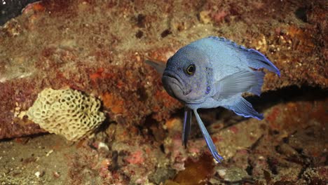 Southern-Blue-Devil-Fish-Paraplesiops-Meleagris-Endemisch-Südaustralien-4k-Zeitlupe