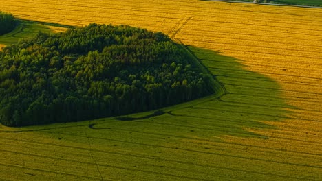 isolated forested hill in the middle of a blooming rapeseed field