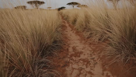 a dirt path through the savanna