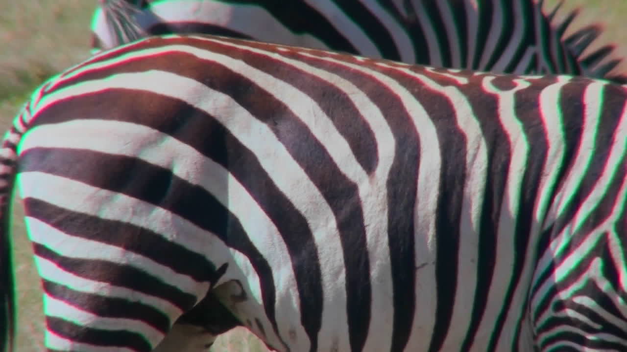 Close up of the detail of a zabra stripes