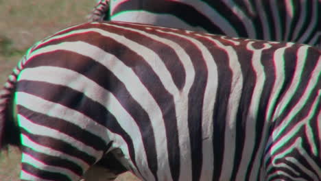 close up of the detail of a zabra stripes