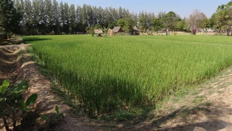 Pequeño-Campo-De-Arroz-De-Un-Agricultor-De-Subsistencia-En-Asia