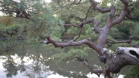 cerca del pino japonés en el jardín nacional shinjuku gyoen en tokio con reflejos en el agua del estanque, tiro estático