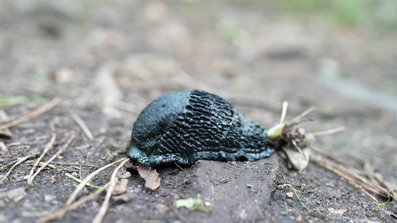 A macro shot of a Black Slug (Arion ater) in a compact, curled position, seemingly waking up. Its textured, rippled skin glistens with labradorescent sheen.