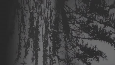 relajante naturaleza meditativa planta, hojas de árbol en movimiento fondo gris oscuro 3d