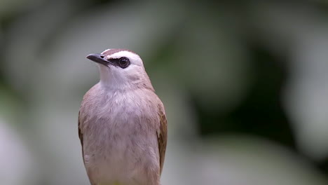 Ein-Schöner,-Kleiner-Gelber-Bulbul,-Der-Auf-Einem-Baumzweig-Thront-Und-Dann-Wegfliegt---Nahaufnahme