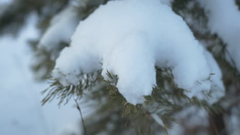 ramas de pino nevadas