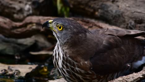 el azor crestado es una de las aves rapaces más comunes en asia y pertenece a la misma familia de águilas, aguiluchos