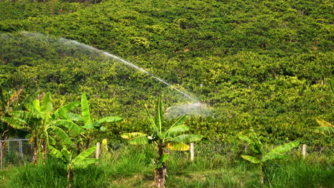 Vista-Estática-De-Un-Chorro-De-Riego-En-Un-Campo-De-Cafetos-Y-Plátanos