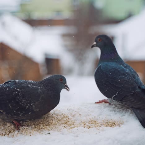 doves sitting out the window