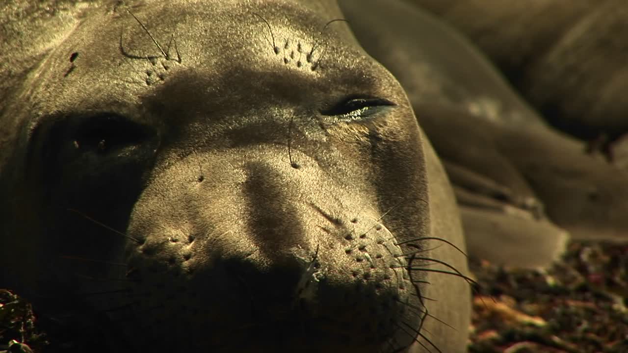 primer plano de la cara de una foca durmiente mientras las moscas se arrastran por ella
