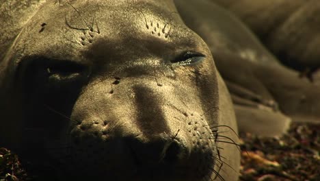 closeup of a sleeping harbor seal's face as flies crawl across it