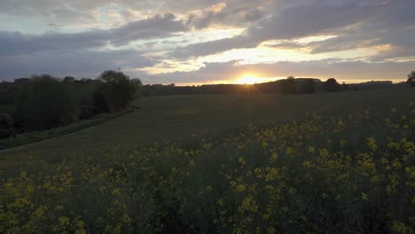 Stunning-summer-sunset-in-a-field-of-Rapeseed-in-Old-Milverton-near-Leamington-Spa,-Warwickshire,-England